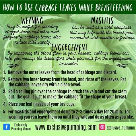 How To Use Cabbage Leaves For Engorgement Mastitis And Weaning Engorgement Mastitis