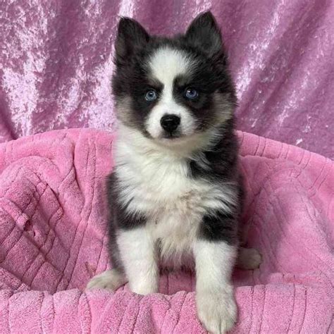 Pomeranian Siberian Husky Puppy For Sale Tullys Kennels