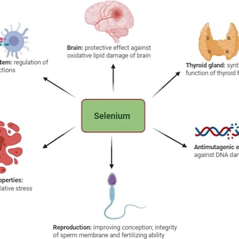 Examples Of Selenoproteins And Their Functions In Organisms Download