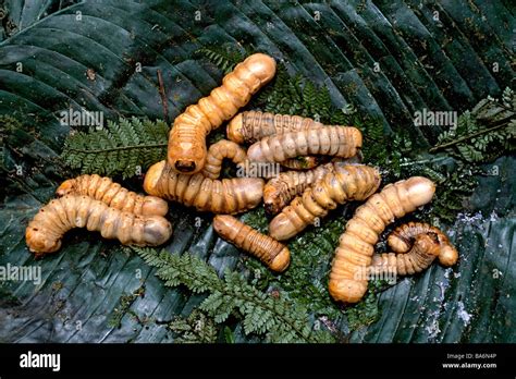 Guinea worm larva hi-res stock photography and images - Alamy