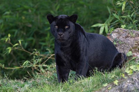 Meet the Americas’ black (big) cat: six facts about black jaguars - WWF.CA