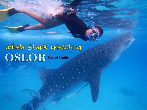 New Whale Shark Watching In Oslob Cebu Diy Guide