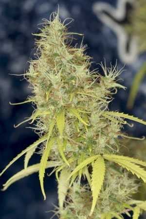 Strawberry Haze Seeds - Strain Review | Grow-Marijuana.com