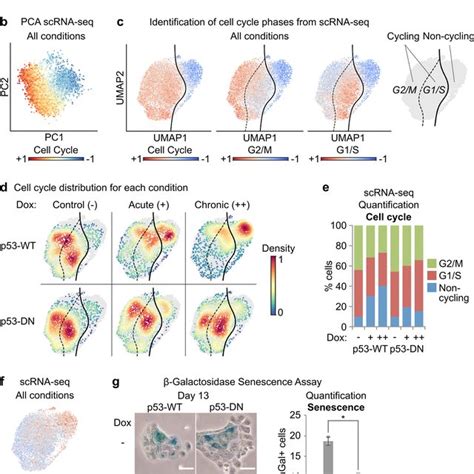 Inducible And Reversible Cenp A Overexpression In Cells With Varied P53 Download Scientific