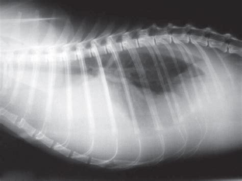 Lateral Thoracic Radiograph Image Of A Cat With Pleural Effusion Due To Download Scientific