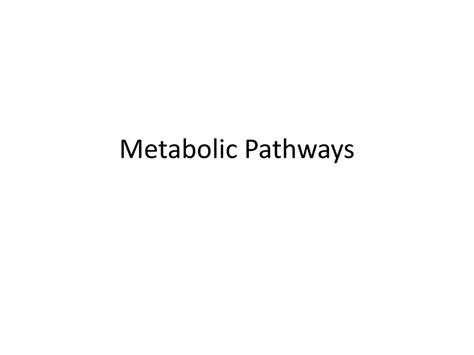 Ppt Metabolic Pathways Powerpoint Presentation Free Download Id