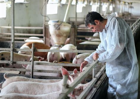 Millions Of Pigs To Be Euthanized Due To Meat Plant Closures