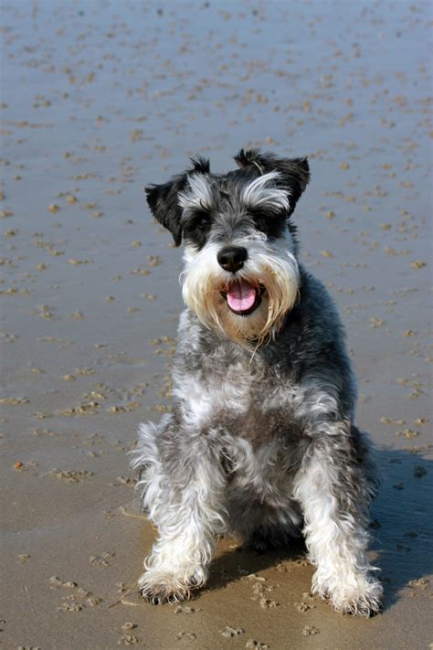 Free Images : beach, coast, sand, puppy, animal, canine, photo, seaside