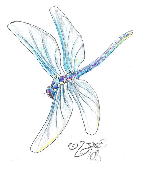 Dragonfly Tattoo The Most Popular Tattoo Design For Women