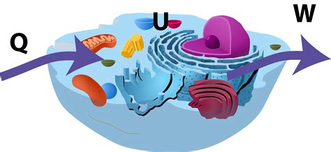 Ini Adalah Hukum Termodinamika Dalam Sistem Biologis