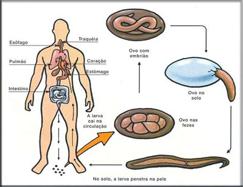 Parasitologia E Sa De Ciclo Da Ascarid Ase