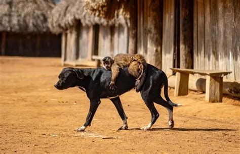 Fotógrafo faz registro da amizade entre animais silvestres e cachorros