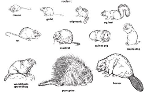 Rodent Definition For English Language Learners From Merriam Webster