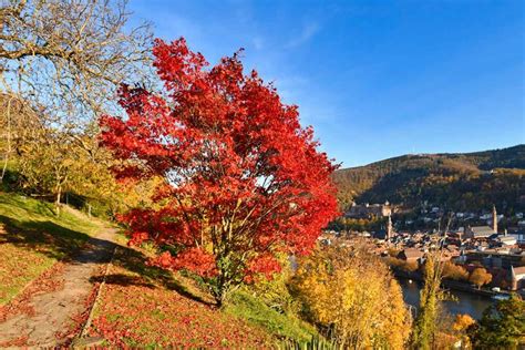 How to Grow and Care for Red Maple Trees | Gardener’s Path