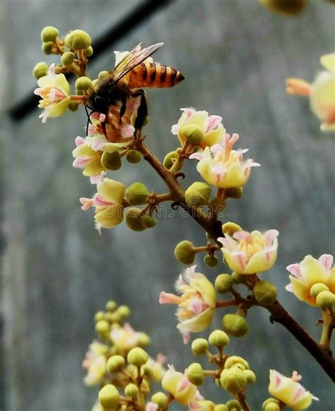 Symbiosis Mutualism Bee and Flowers Stock Photo - Image of mutualism ...