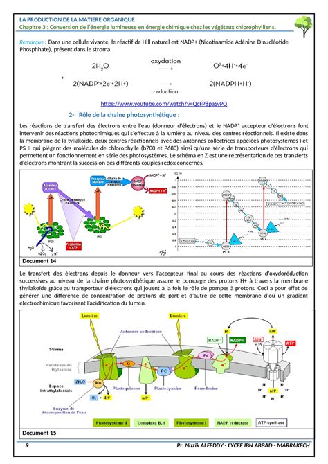 Conversion de l énergie lumineuse en énergie chimique chez les végétaux