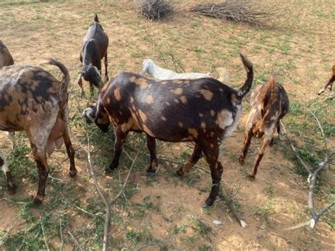 Brown Women Sirohi Goats At Best Price In Jaipur Id 2852206134830