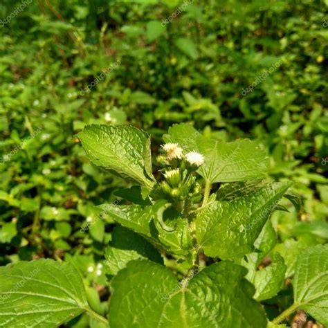 El Bandot N Ageratum Conyzoides Es Un Tipo De Maleza Agr Cola