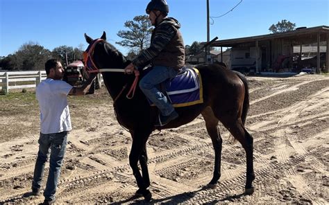 Horse Feeding Basics: A Beginner's Guide