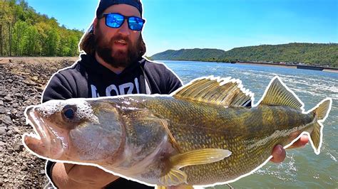 Fishing The Ohio River For Walleye And Hybrid Striped Bass Youtube