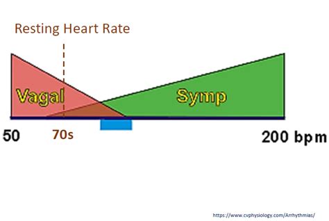 Hrv Physiology Methodology Part Continuation Of Hrv From Https