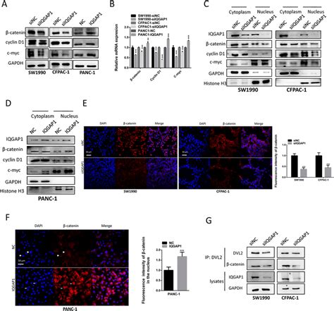 IQGAP1 activates the Wnt β catenin signaling pathway and promotes