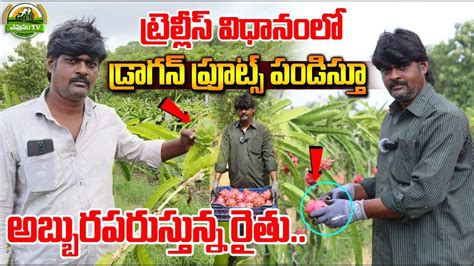 How To Start Dragon Fruit Farming In Telugu Dragonfruit Evusamtv