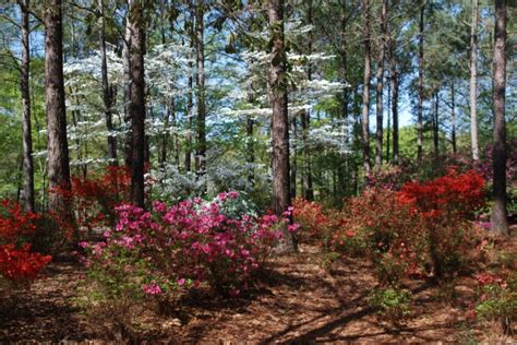 Dothan, Alabama: Dothan Area Botanical Gardens photo, picture, image