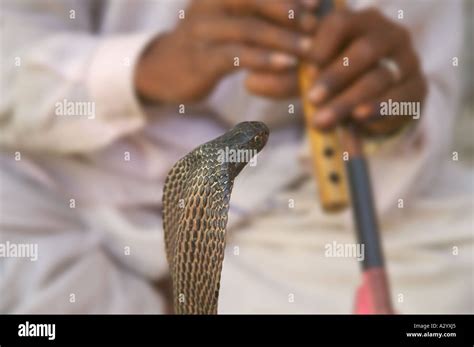 Snake charmer blowing flute Rajasthan India Stock Photo - Alamy