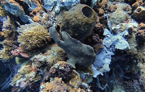 Fun Diving And Frogfish In Bunaken Marine Park North Sulawesi