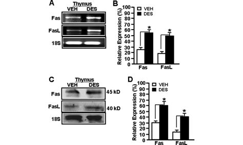 Des Mediated Regulation Of Fas And Fasl Gene Expression