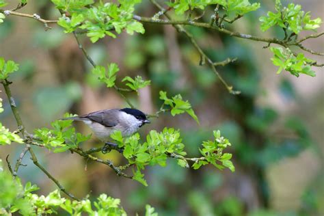 Mésange nonnette Poecile palustris Marsh Tit Betty D