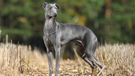 The Italian Greyhound A Graceful And Elegant Companion Breed Pethelpful