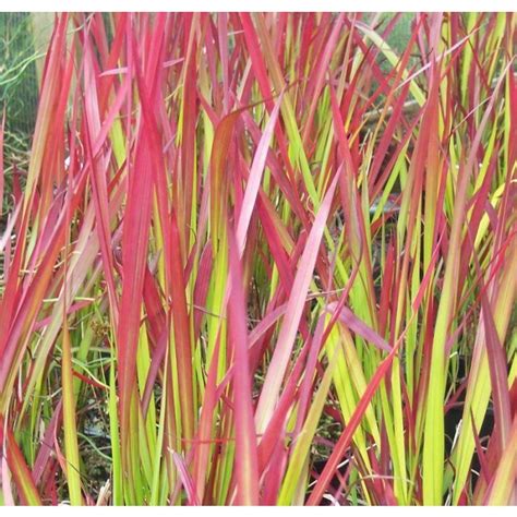 Imperata Cylindrica Rubra Red Baron Japanese Blood Grass