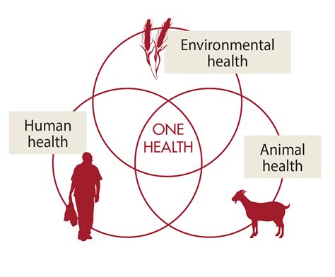 3 Ways Animal Health Is Vital To One Health Vsf International