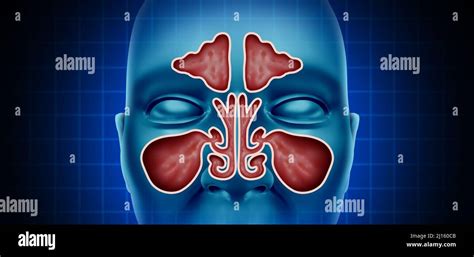 Health Sinus Nasal Cavity With A Frontal View Of A Nose As A Medical