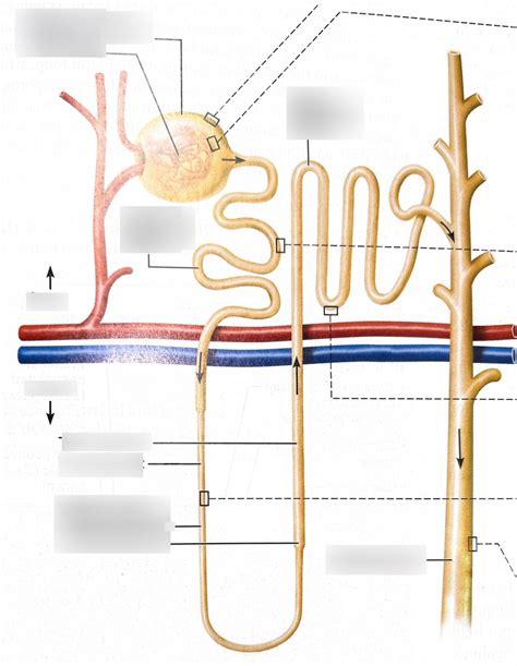 Kideys Nephron Diagram Diagram Quizlet