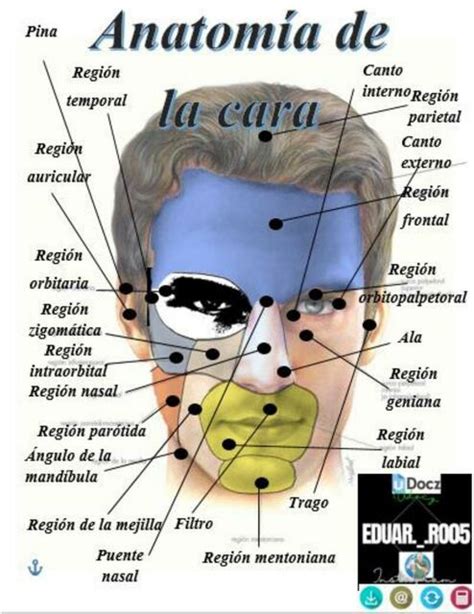 Anatomía de la cara Lasaludseprotege uDocz