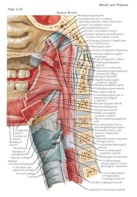 Musculature Of Pharynx Pediagenosis