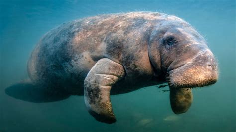 Florida Manatee