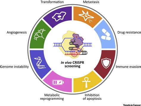 Cancer Crispr Screens In Vivo Trends In Cancer