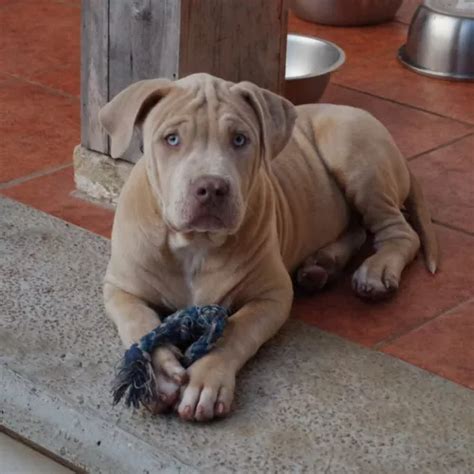 Cachorro American Bully Xl Merle Macho Meses sin interés