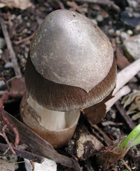 Paddy Straw Mushroom