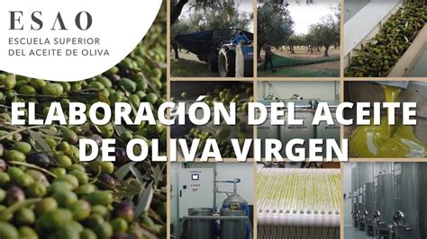 C Mo Se Elabora El Aceite De Oliva Virgen Aspectos Clave Youtube