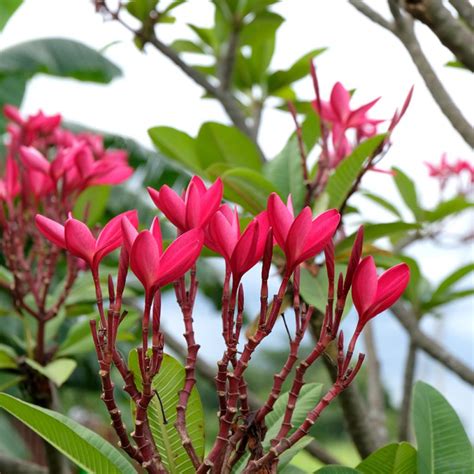 Frangipanier Rouge Ou Commun Plumeria Rubra Arbre Tropical Aux