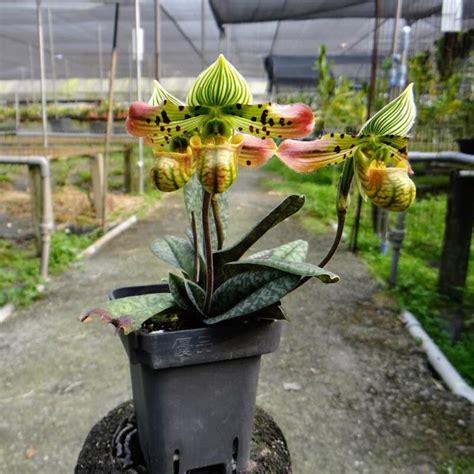 珍稀原生蘭 Paph Venustum 紅龜殼 兜蘭 花色美 個體極優 整叢3株 露天市集 全台最大的網路購物市集