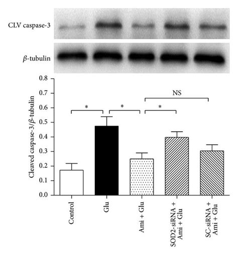 Sod Sirna Reversed Amifostine Induced Effects On Apoptosis The Pc