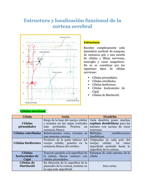 Estructura Y Localizaci N Funcional De La Corteza Cerebral