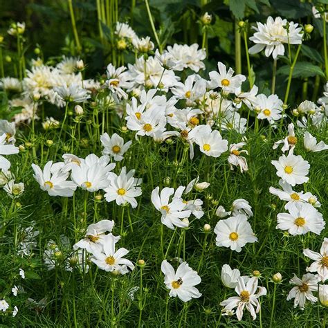 Cosmos bipinnatus 'Sonata White' | White Flower Farm