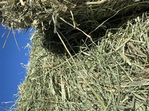 Buy Rhodes Grass Hay Organic Hay